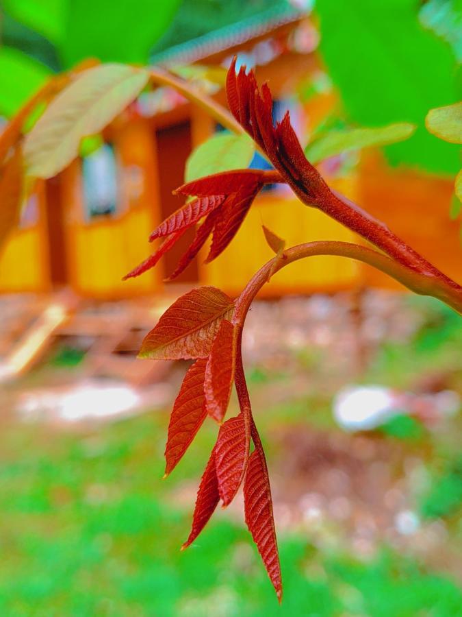 Shanti People Huts & Camp Kasol Dış mekan fotoğraf